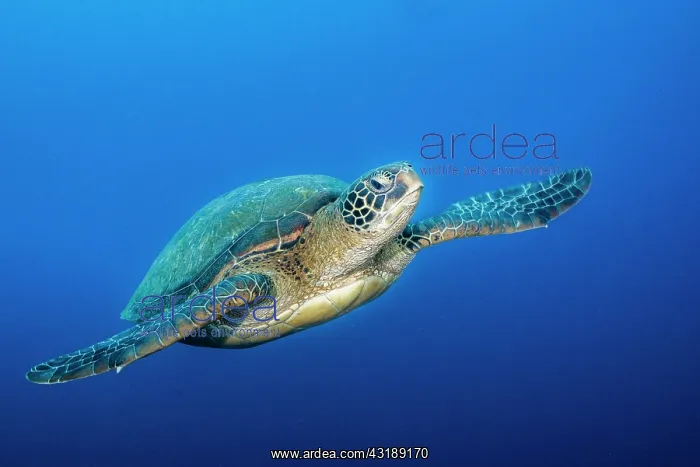 : Green turtle (Chelonia mydas), Tahiti, French Polynesia : Green turtle (Chelonia mydas), Tahiti, French Polynesia