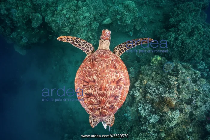  : Green turtle (Chelonia mydas) young swimming above