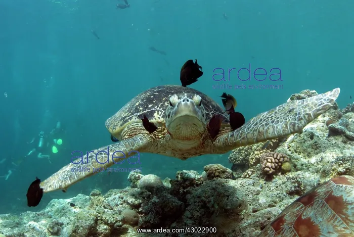  : Green Turtle being cleaned by fish