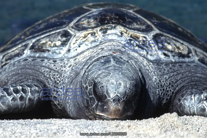 : GREEN TURTLE - close up on beach : GREEN TURTLE - close up on beach