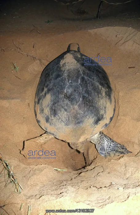 : Green Turtle Digging Nest : Green Turtle Digging Nest