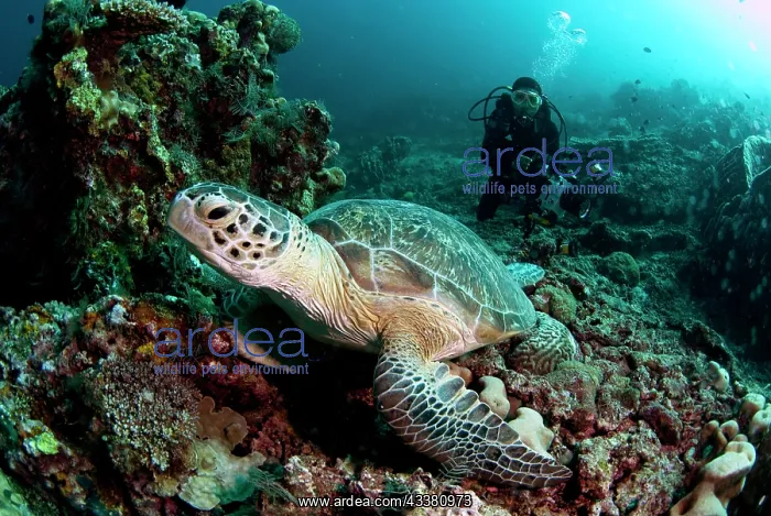 : Green Turtle and diver : Green Turtle and diver