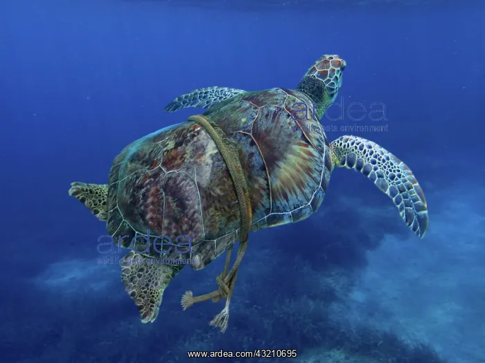 : Green turtle entangled with a nylon rope that as : Green turtle entangled with a nylon rope that as