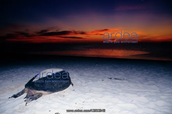 : Green turtle - female after arduous night of laying : Green turtle - female after arduous night of laying