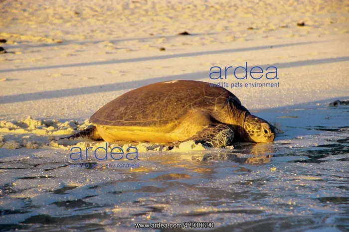 : Green turtle - female after arduous night of laying : Green turtle - female after arduous night of laying