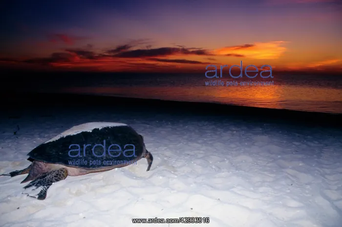 : Green turtle - female after arduous night of laying : Green turtle - female after arduous night of laying