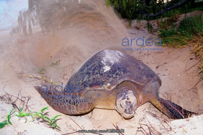 : Green turtle - female covering eggs with sand : Green turtle - female covering eggs with sand