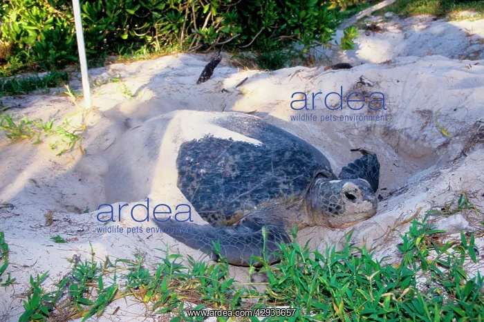: Green turtle - female covering eggs with sand : Green turtle - female covering eggs with sand