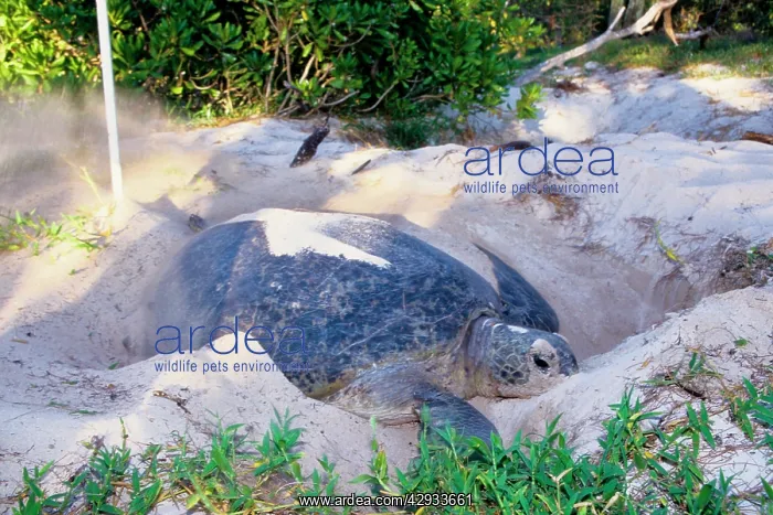 : Green turtle - female covering eggs with sand : Green turtle - female covering eggs with sand