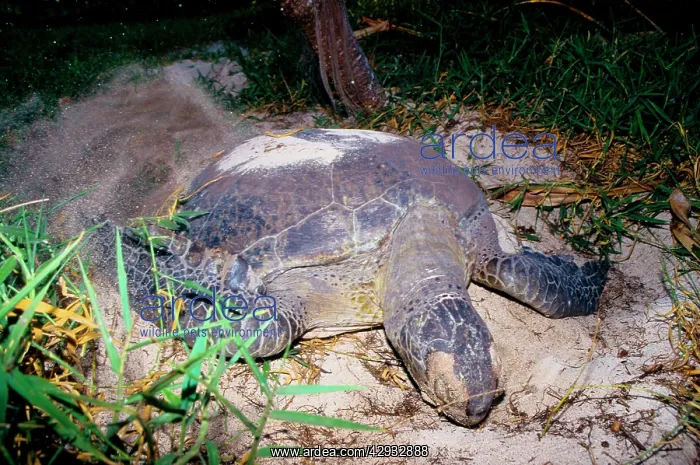 : Green turtle - female digging nest with flippers; : Green turtle - female digging nest with flippers;
