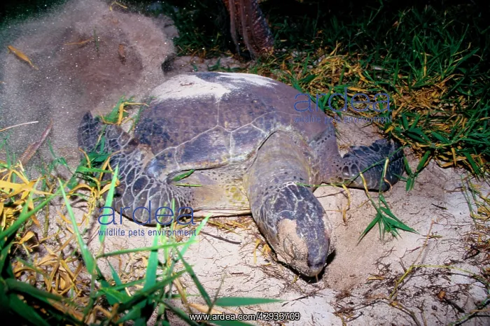 : Green turtle - female digging nest with flippers; : Green turtle - female digging nest with flippers;