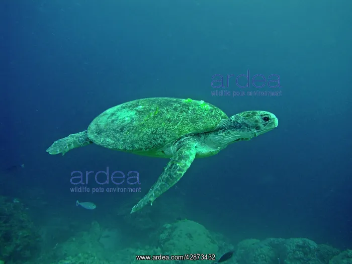 : Green Turtle - A female drifting along the reef : Green Turtle - A female drifting along the reef