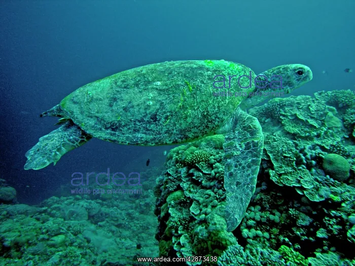 : Green Turtle - A female drifting along the reef : Green Turtle - A female drifting along the reef