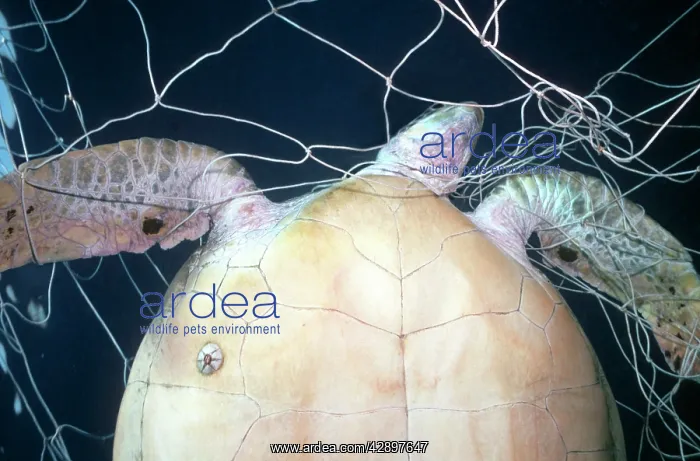 : Green Turtle - Female, hangs dead in shark meshing net : Green Turtle - Female, hangs dead in shark meshing net