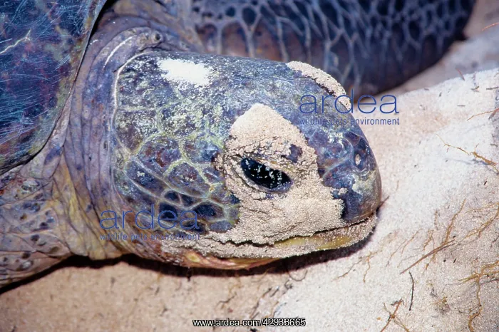 : Green turtle - female laying : Green turtle - female laying
