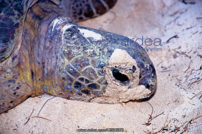 : Green turtle - female laying : Green turtle - female laying