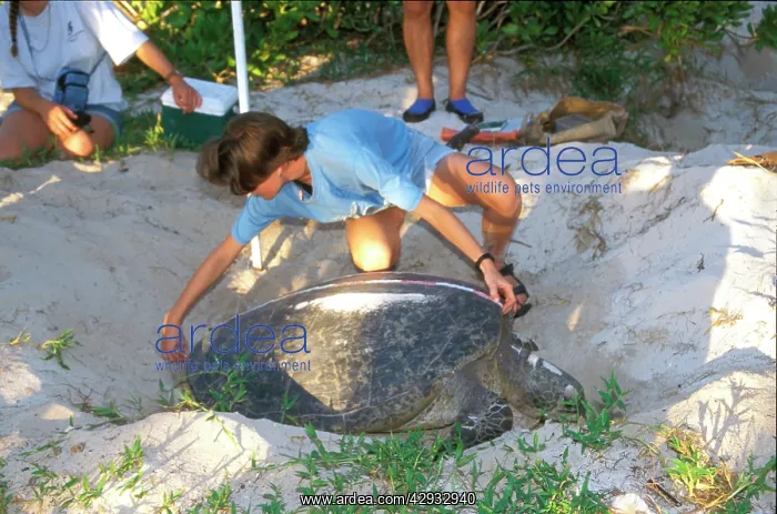 : Green turtle - female laying. Researchers closely : Green turtle - female laying. Researchers closely