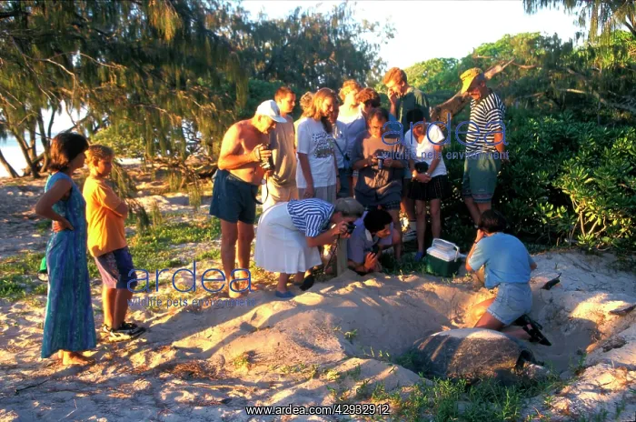 : Green turtle - female laying, watched by tourists : Green turtle - female laying, watched by tourists