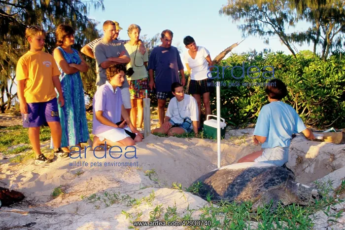 : Green turtle - female laying, watched by tourists : Green turtle - female laying, watched by tourists