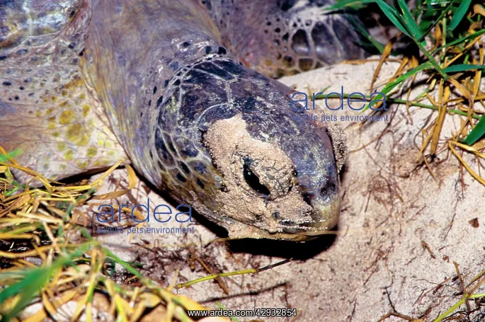 : Green turtle - female. They return every summer : Green turtle - female. They return every summer