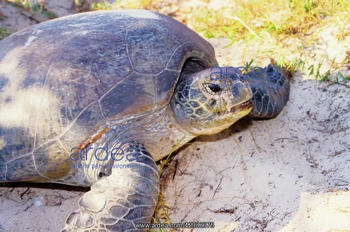 : Green turtle - female. They return every summer : Green turtle - female. They return every summer