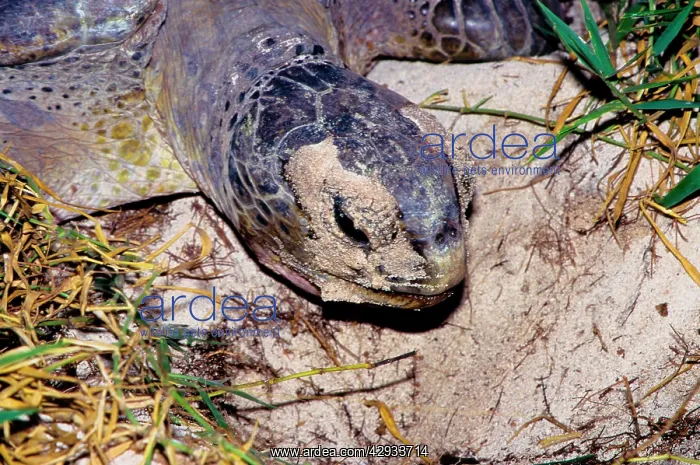 : Green turtle - female. They return every summer : Green turtle - female. They return every summer