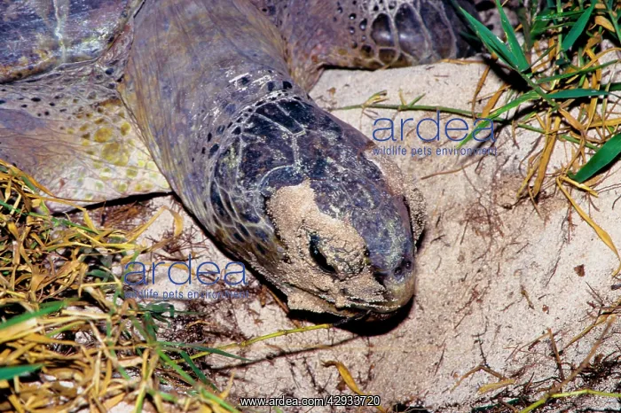 : Green turtle - female. They return every summer : Green turtle - female. They return every summer