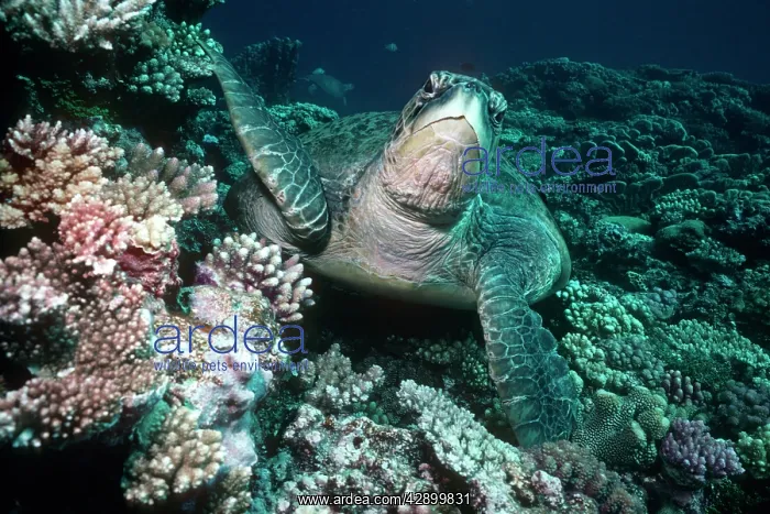 : Green Turtle - Green turtle about to swim up from : Green Turtle - Green turtle about to swim up from