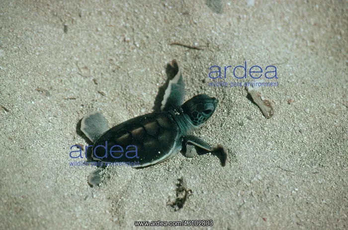 : Green Turtle Hatchling : Green Turtle Hatchling
