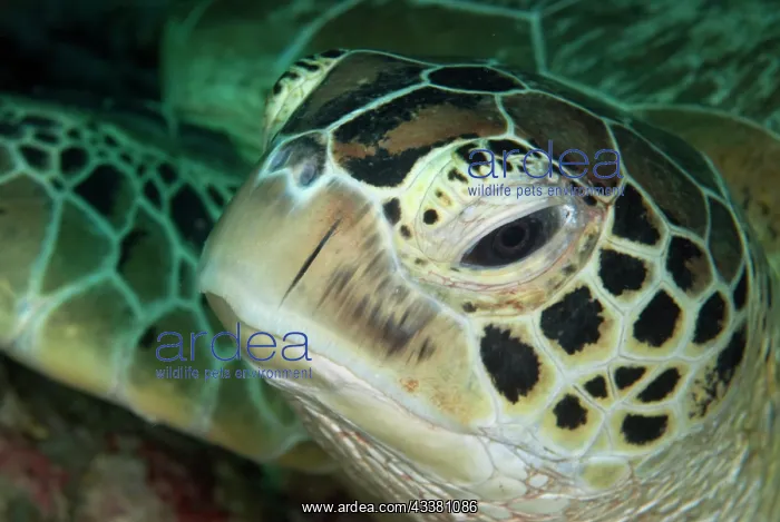 : Green Turtle head : Green Turtle head