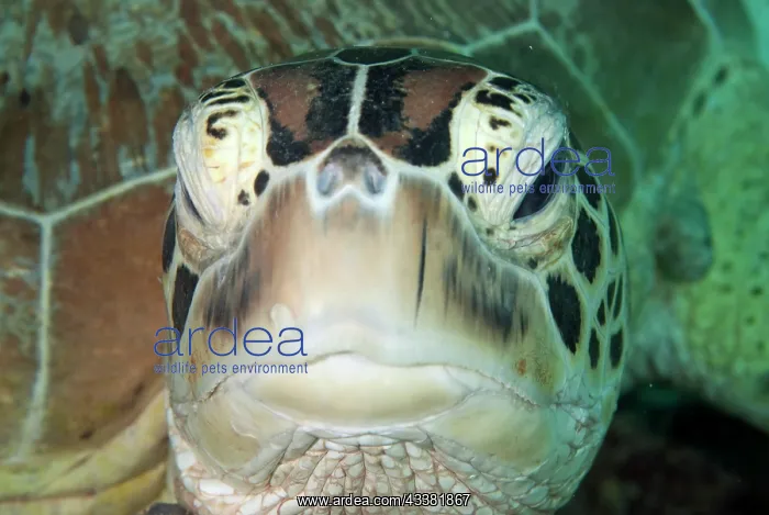 : Green Turtle head : Green Turtle head