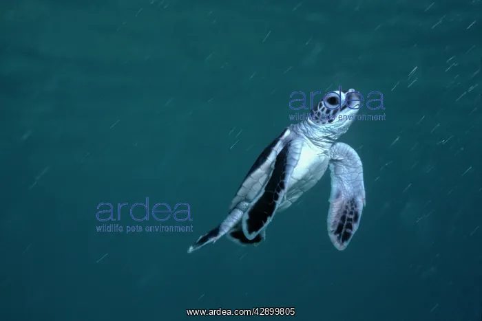 : Green Turtle, juvenile - New green turtle hatchling : Green Turtle, juvenile - New green turtle hatchling