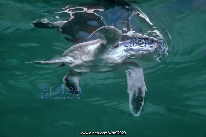 : Green Turtle, juvenile - Newly hatched green turtle : Green Turtle, juvenile - Newly hatched green turtle