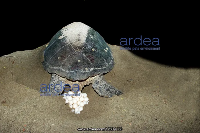 : Green Turtle - laying eggs : Green Turtle - laying eggs