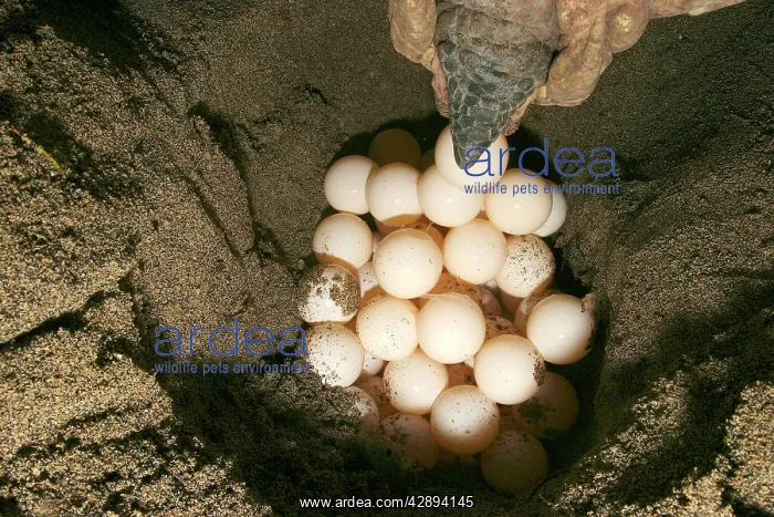 : Green Turtle - laying eggs : Green Turtle - laying eggs