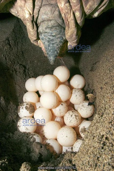 : Green Turtle - laying eggs : Green Turtle - laying eggs