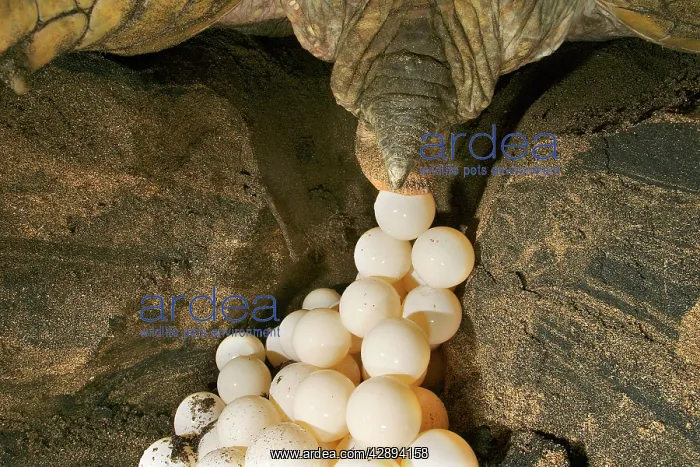 : Green Turtle - laying eggs : Green Turtle - laying eggs