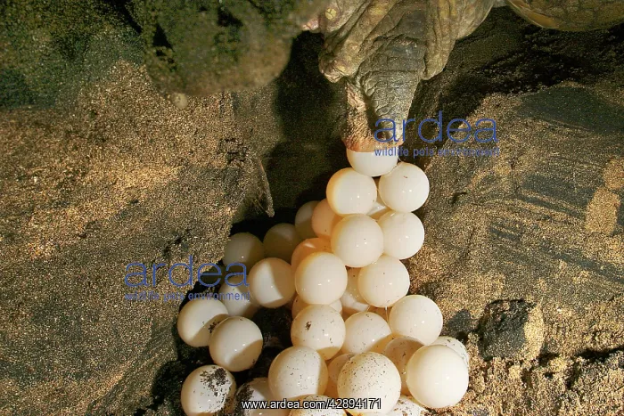 : Green Turtle - laying eggs : Green Turtle - laying eggs
