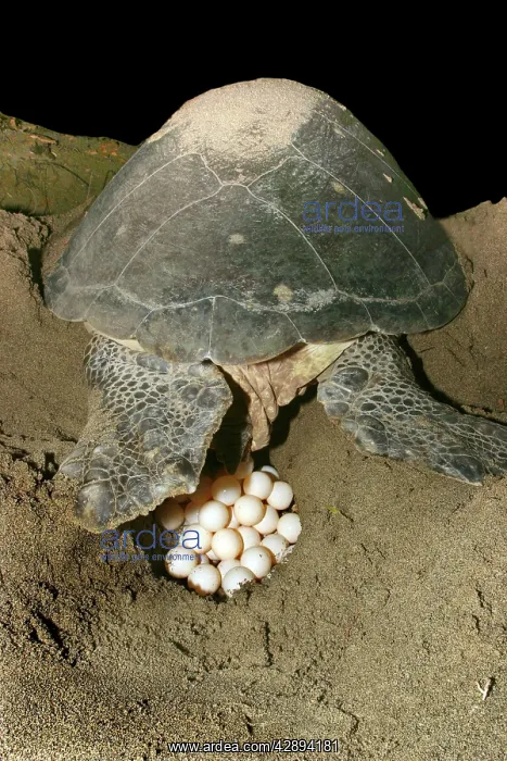 : Green Turtle - laying eggs : Green Turtle - laying eggs