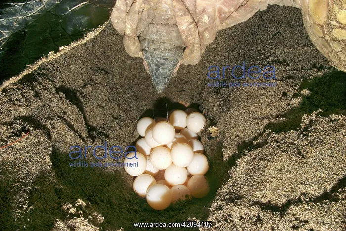 : Green Turtle - laying eggs : Green Turtle - laying eggs