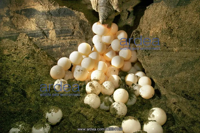 : Green Turtle - laying eggs : Green Turtle - laying eggs