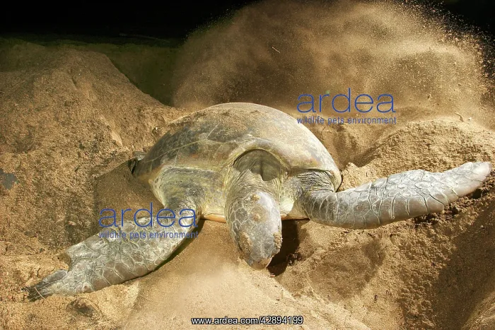 : Green Turtle - laying eggs : Green Turtle - laying eggs