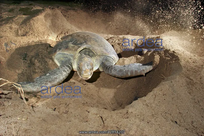  : Green Turtle - laying eggs