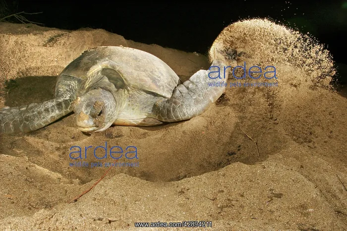 : Green Turtle - laying eggs : Green Turtle - laying eggs