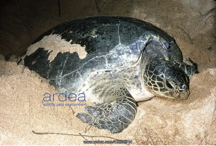 : GREEN TURTLE - Laying eggs : GREEN TURTLE - Laying eggs