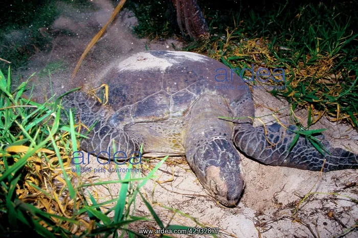 : Green turtle - laying. They return every summer : Green turtle - laying. They return every summer