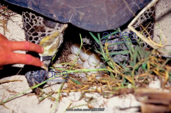 : Green turtle - laying. They return every summer : Green turtle - laying. They return every summer
