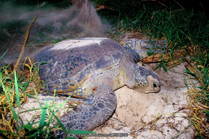 : Green turtle - laying. They return every summer : Green turtle - laying. They return every summer