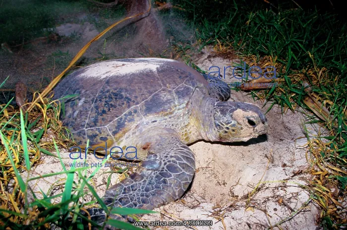: Green turtle - laying. They return every summer : Green turtle - laying. They return every summer