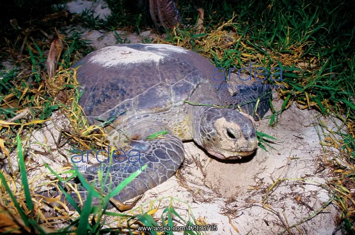 : Green turtle - laying. They return every summer : Green turtle - laying. They return every summer